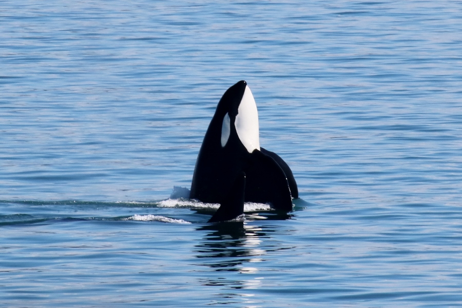 Wolves of the Sea IV